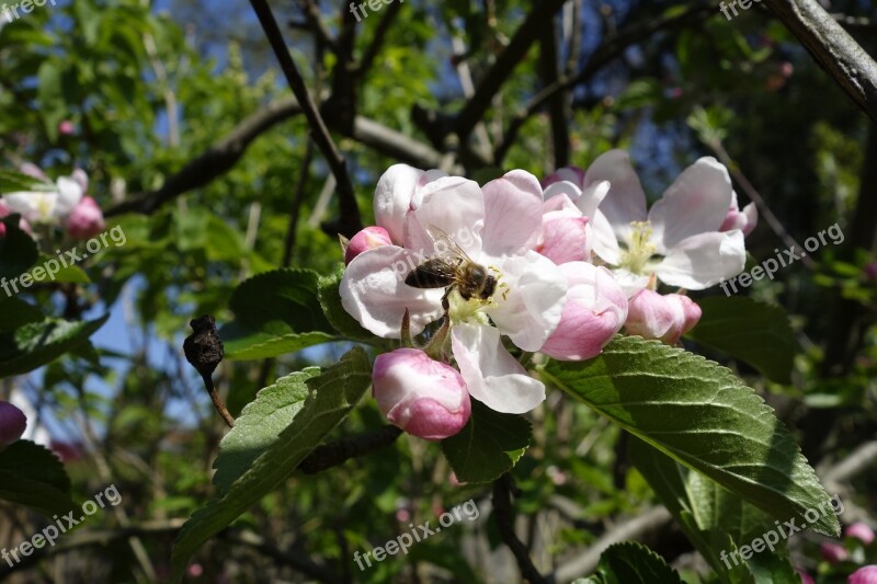 Bees Apple Nectar Pollination Blossom