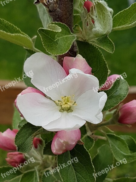 Apple Blossom Bloom Apple Blossom Column Fruit