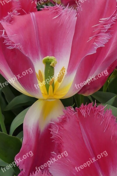 Tulip Macro Close Close Up Spring