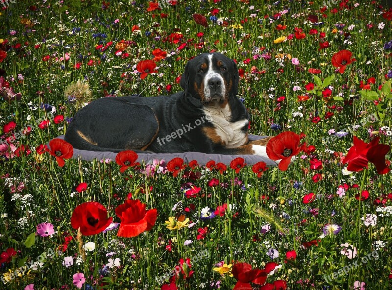 The Flowers Flowers Dog Nature Spring