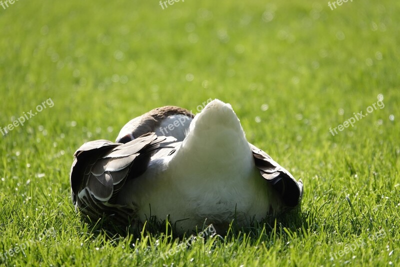 Goose From The Rear Sunny Morning Meadow Spring