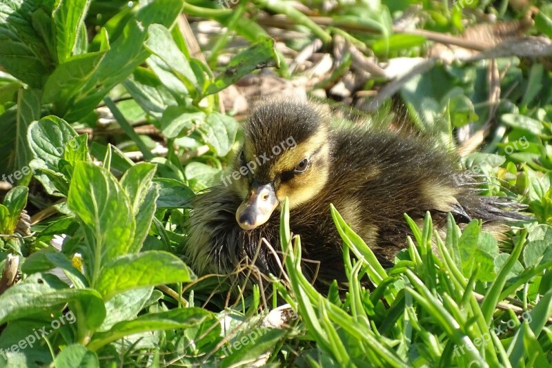 Ducklings Fluffy Cute Plumage Season