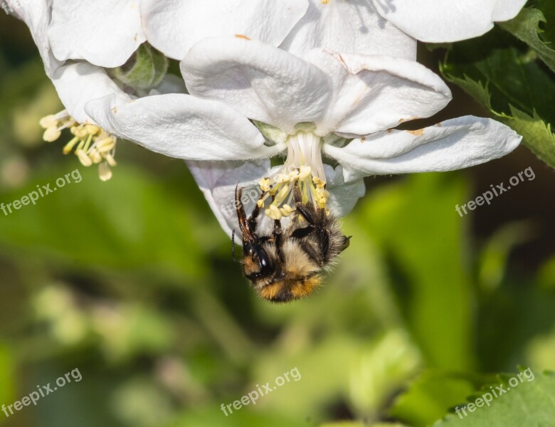 Bee Wasp Insect Flower Pollen