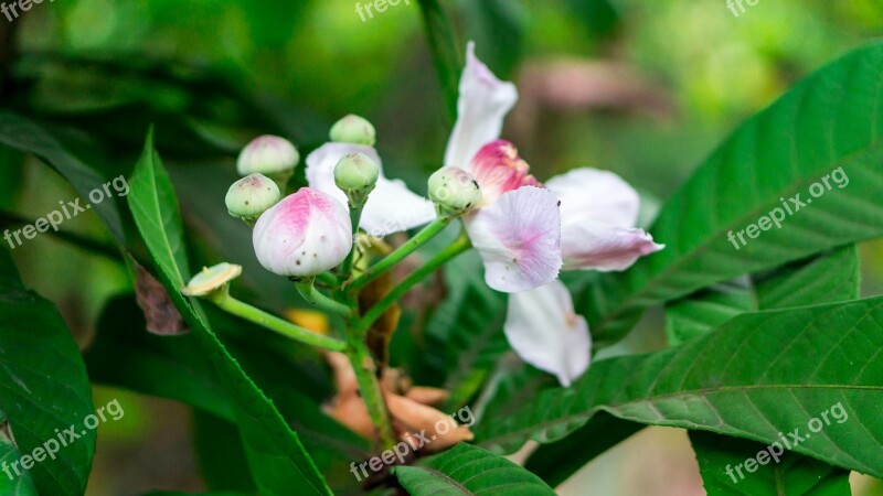 Flore Garden Plant Ornamental Plant Flower Nature