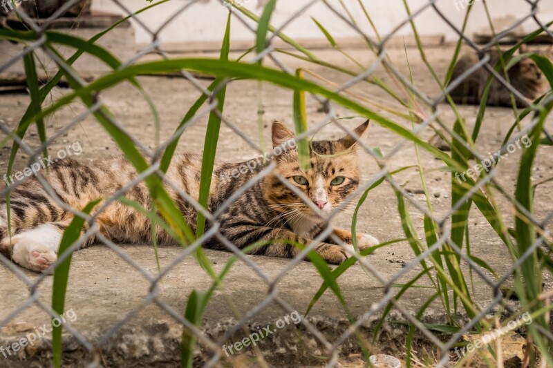 Cat Animal Cute Feline Grass