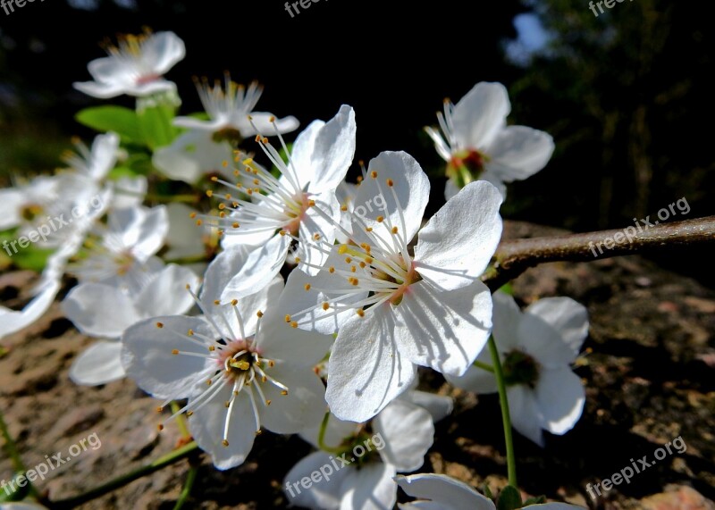 Flowers Spring The Petals Blooming White