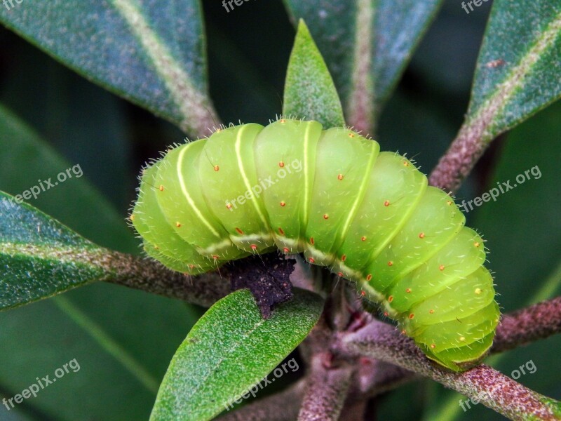 Caterpillar Green Caterpillar Green Insect Nature