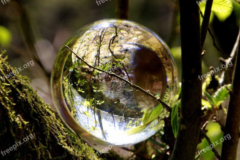 Glass Ball Branch Magic Mood Forest