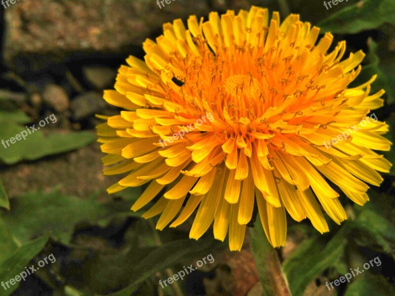 Spring Dandelion Close Up Macro Plant