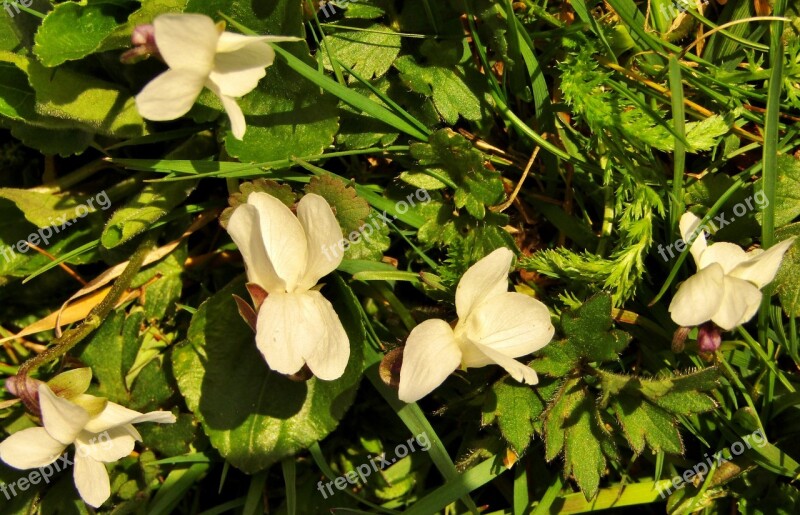 Violet Spring Flowers White Garden