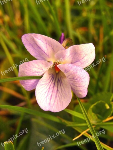 Violet Spring Flowers Blossom Bloom