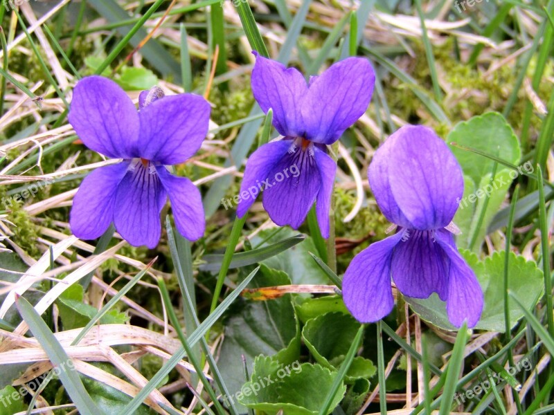 Violet Spring Flowers Purple Garden