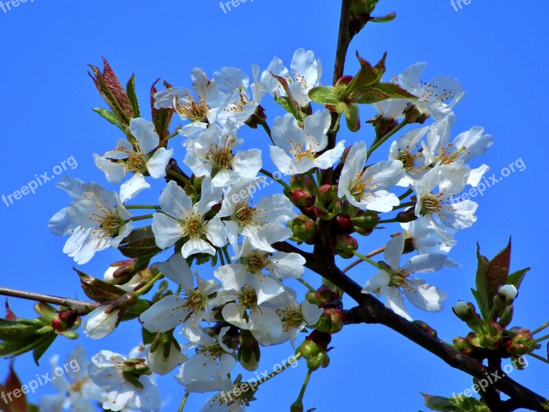 Flowers Spring Garden Nature Sky