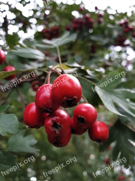 Hawthorn Crataegus The Fruit Of The Hawthorn Medicinal Plants Red