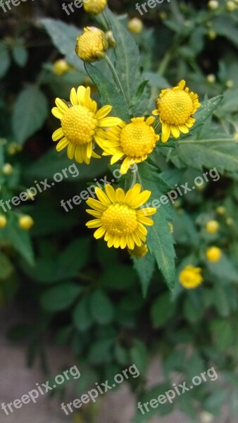 Green Plant Chrysanthemum Yellow Free Photos