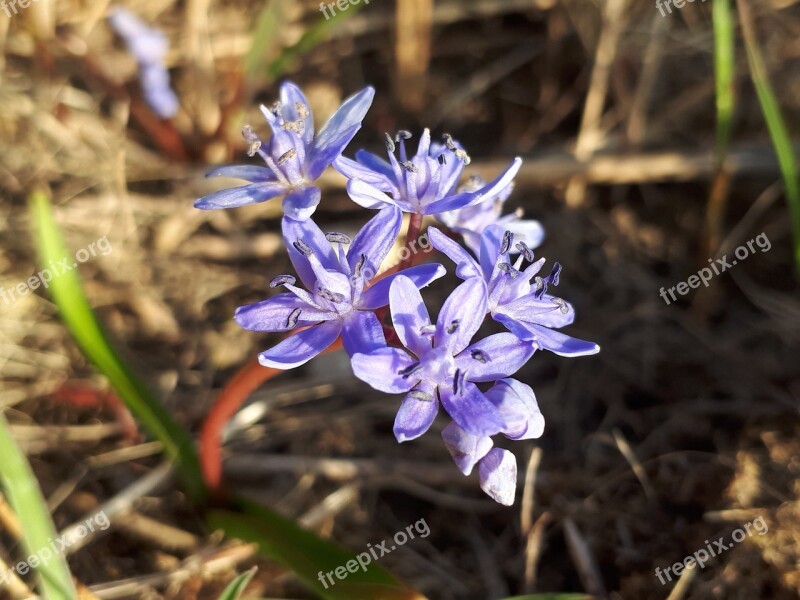 Spring Flower Harbinger Of Spring Bank Of The Danube Light Blue