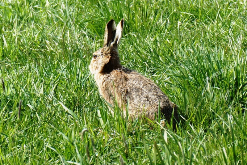 Haas Pasture Grass Long Ears Meadow