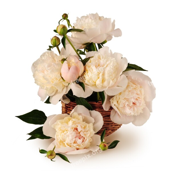 Peonies Bouquet Basket Flowers Big