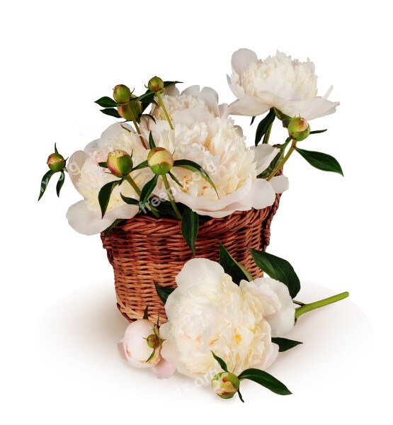 Peonies Bouquet Basket Flowers Big