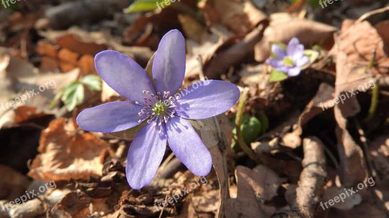 Hepatica Nobilis Anemone Hepatica Artery Podléška Liverwort