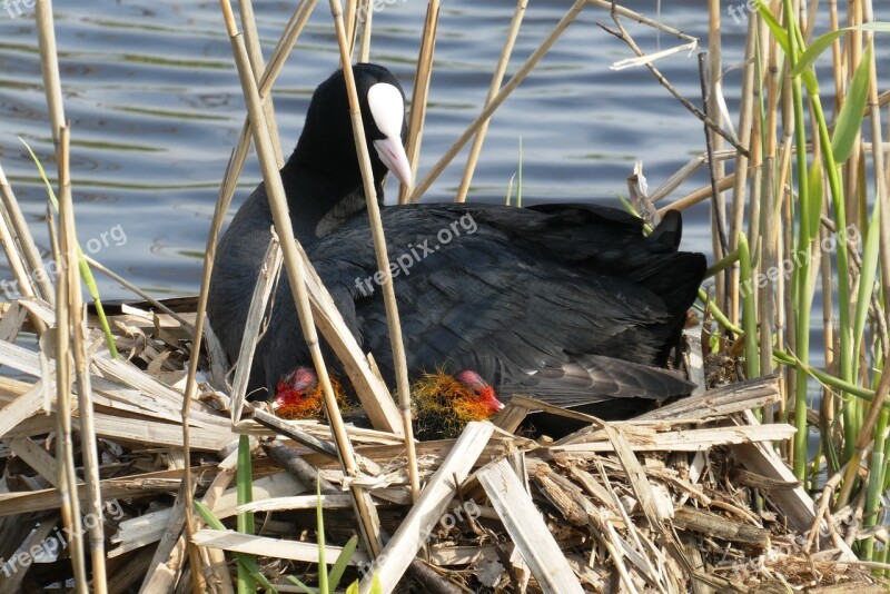 Coot Chicks Nest Mother Waterfowl