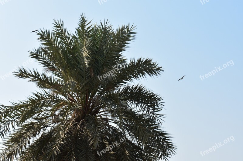 Palm Palm Tree Beach Sea Island