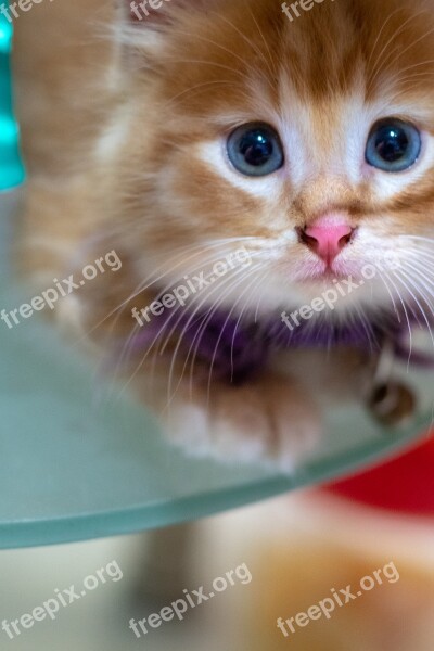 Cat Kitten Pet Animal Cute