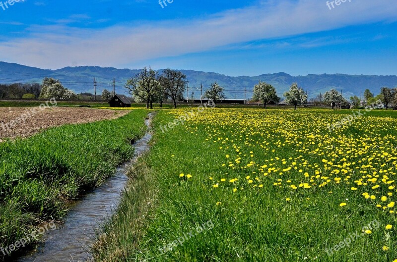 Landscape Dandelion Meadow Nature Spring