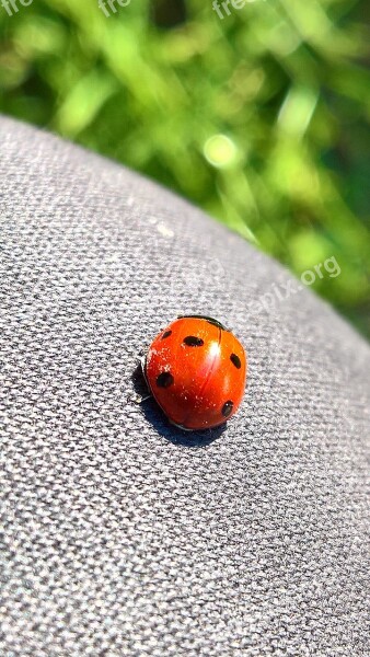 Luck Lucky Ladybug Ladybug Beetle Free Photos