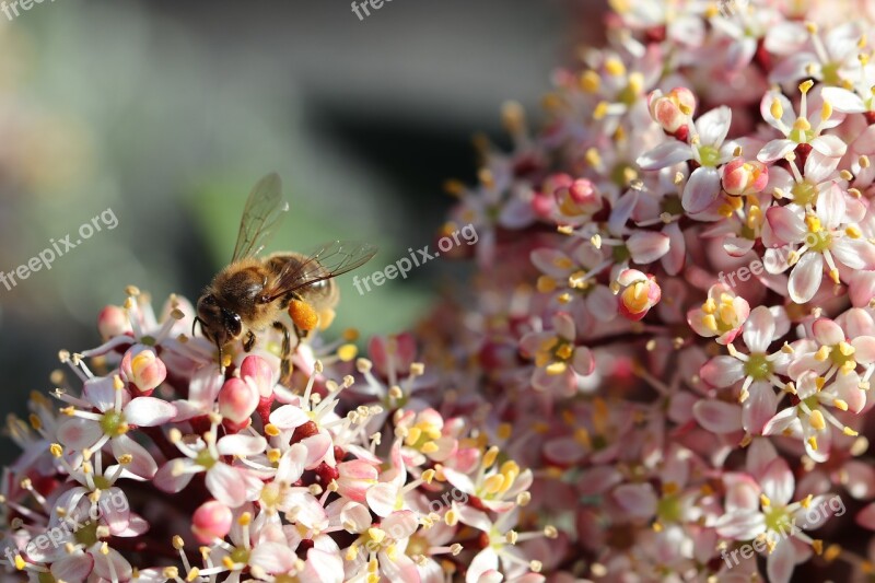 Bee Forage Spring Flowers Honey