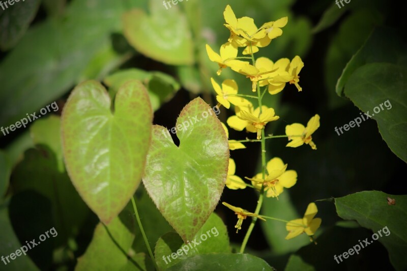 Fairy Flower Ground Cover Flowers Flower Umbel Stamens