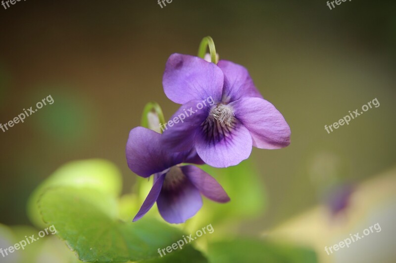 Violet Flowers Petals Purple Spring