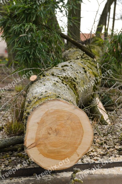 Tree Trunk Uprooted Nature Wood