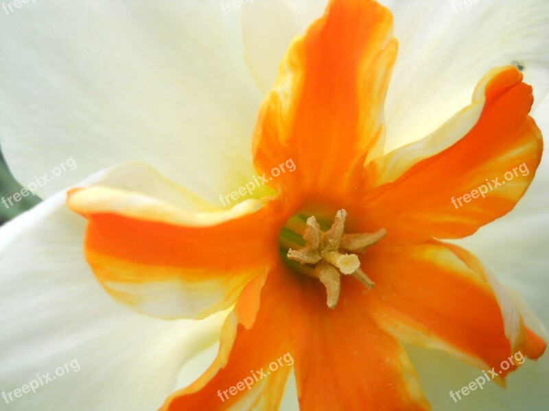 Narcissus Orange Macro Spring Flora