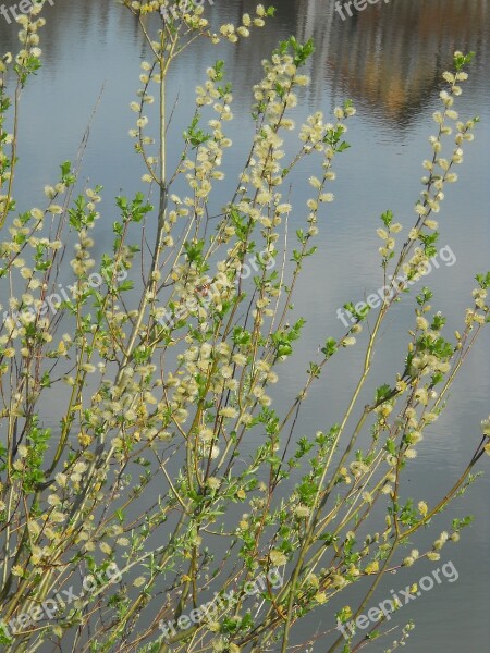 Willow Spring Butterfly Water Furry