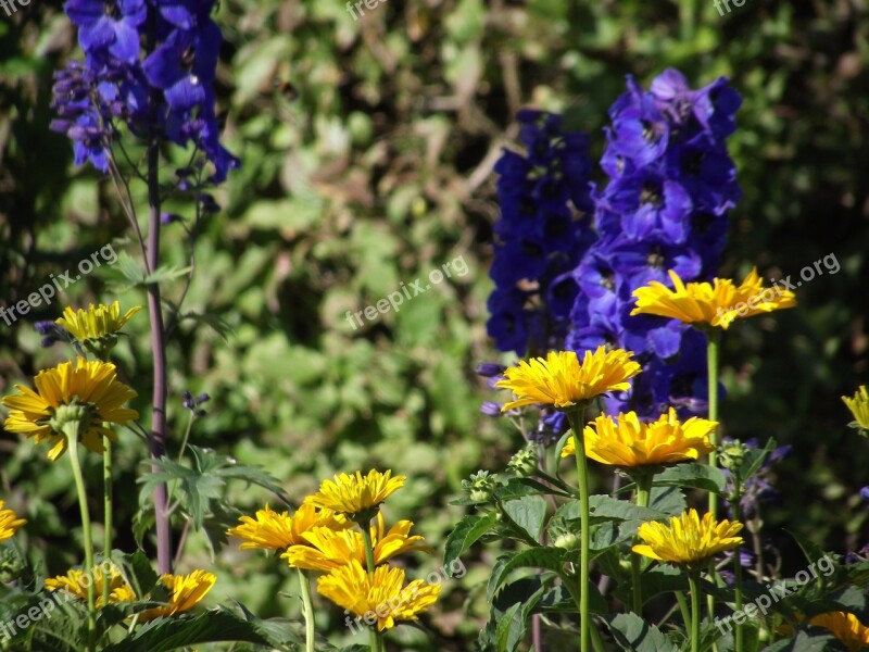 Garden Flowers Yellow Nature Blossom