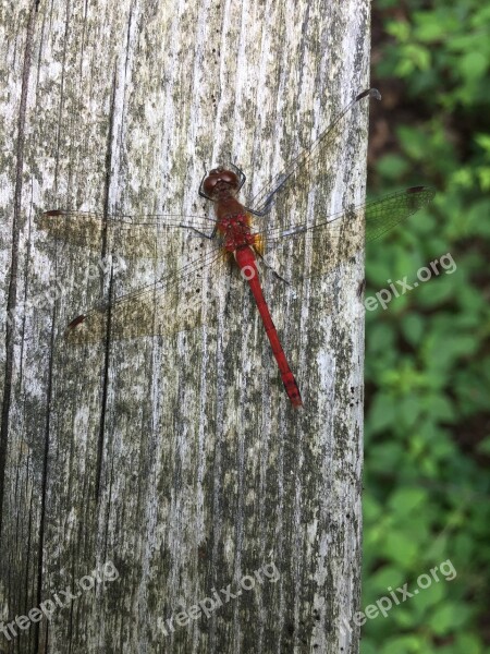 Tree Trunk Firefly Nature Wood