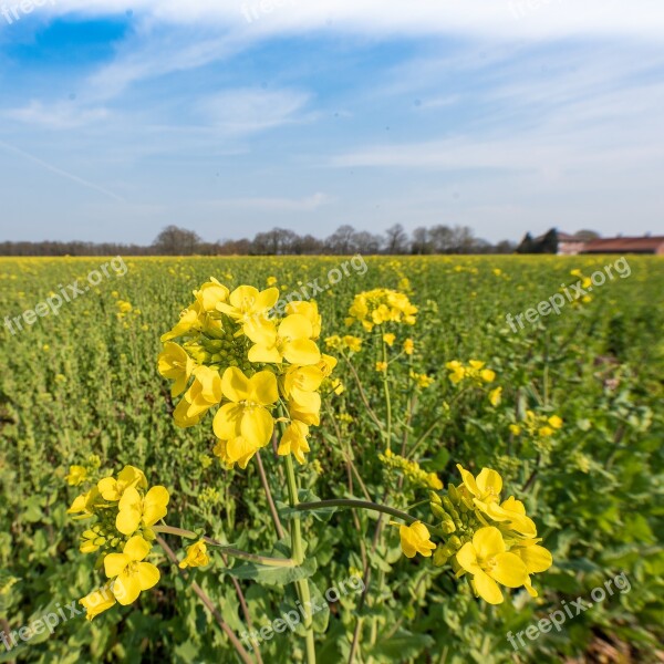 Agriculture Oilseed Rape Crop Plant Arable