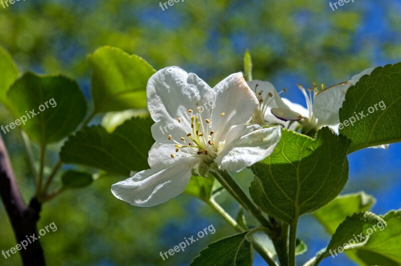 Ozark Spring Apple Blossoms Blossom Spring Bloom Branch