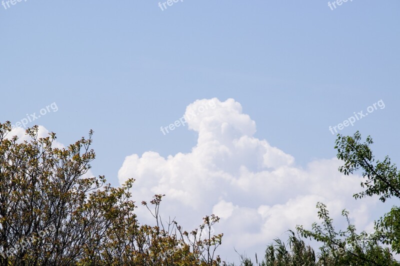 Clouds Sky Sun Plants Summer