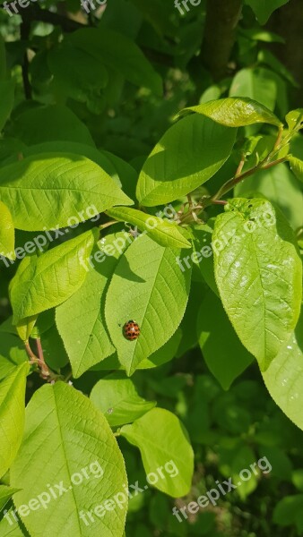 Leaf Ladybug Insect Animal Ladybugs