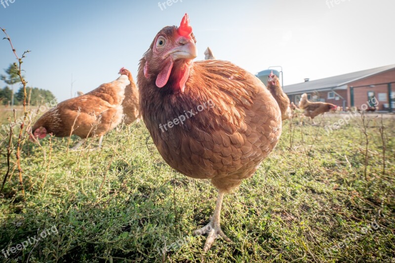 Laying Hens Hen Poultry Chicken Farm