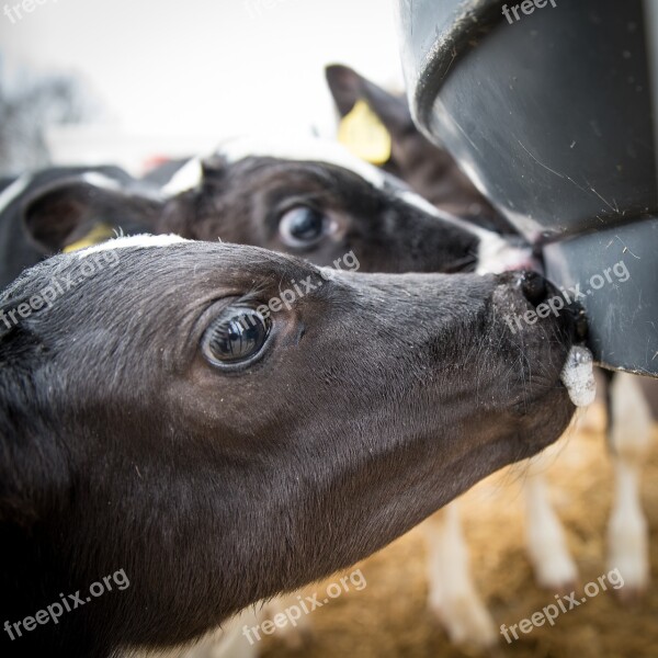 Cattle Calf Beef Cow Agriculture