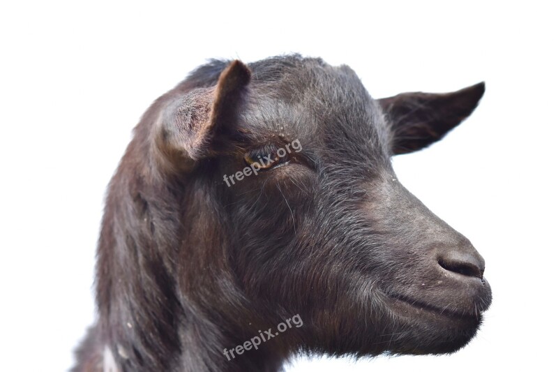 Goat Portrait Profile Of Goat Ruminant Nature Herbivore