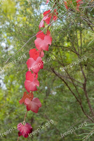 Grape Vine Vine Leaf Autumn Colourful Red