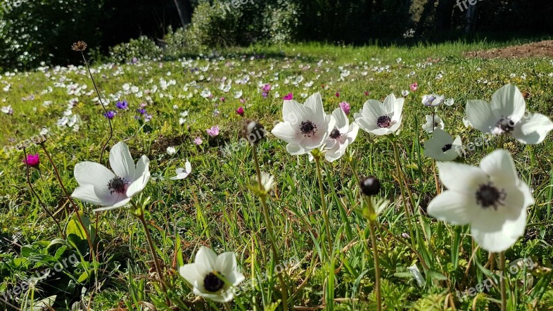 Flowers White Flowers Spring Nature Free Photos