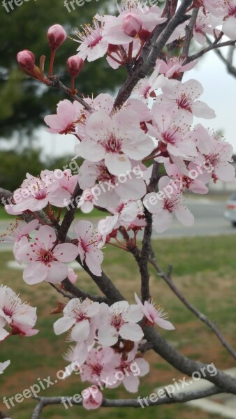 Flowers Cherry Blossom Spring Flora