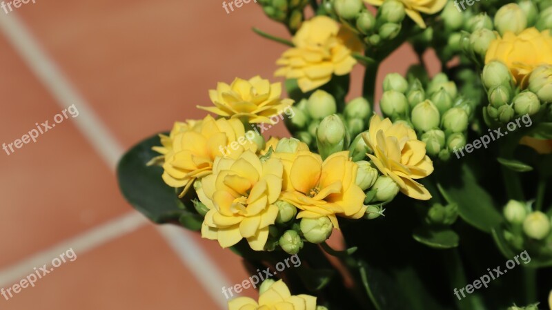 Flowers Yellow Kalanchoe Flower Spring