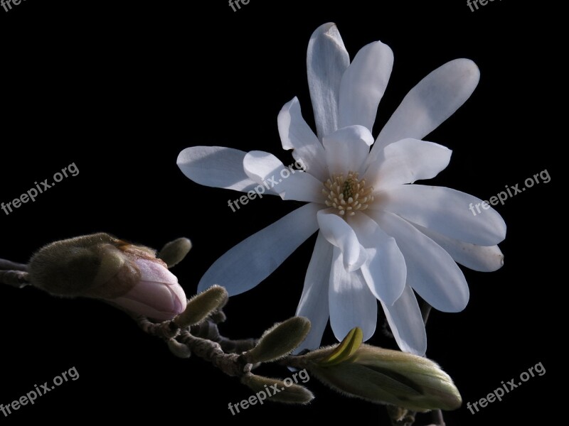 Magnolia Star Magnolia White Flower Flower Spring