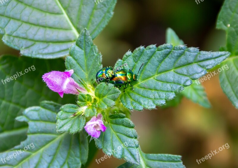 Root Animal Insect Nature Landscape